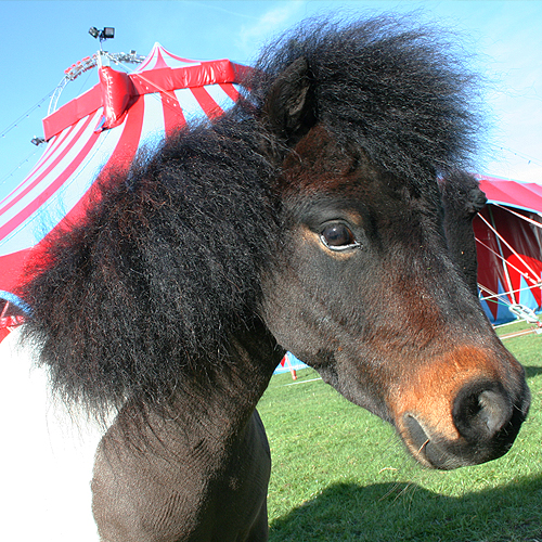 pony circus herman renz