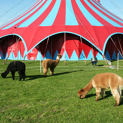 alpaca's