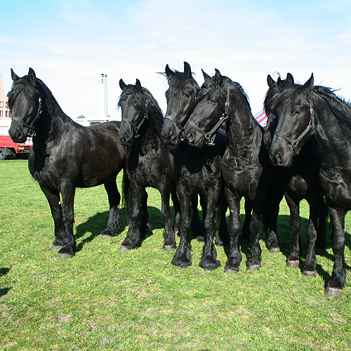paarden circus herman renz